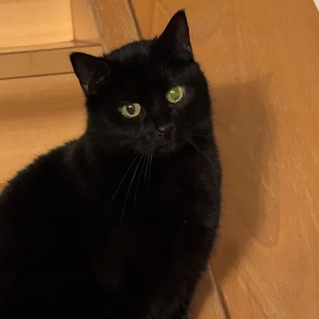 Schwarzer Kater